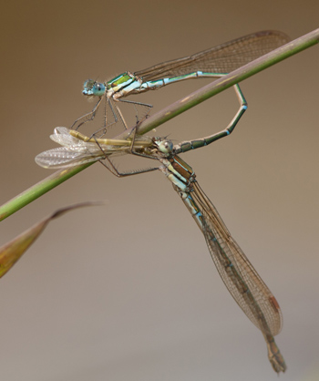 Austrolestes cingulatus